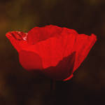 Opium Red by JordanRobin