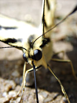 butterfly eyes