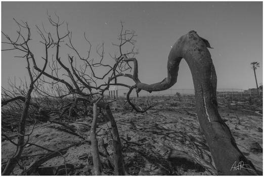 Burnt Trees at Point Mugu