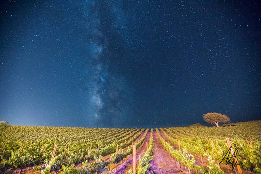 Milky Way Over the Vineyard