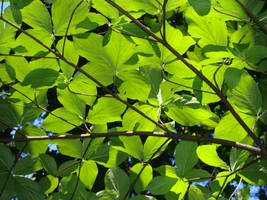 Dogwood Canopy