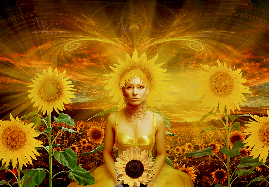 The sunflower