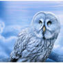 Beatiful Owl