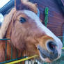 horse with blue eyes