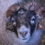 sheep with horns