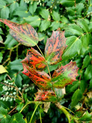  Close up of shiny English holly leaves with