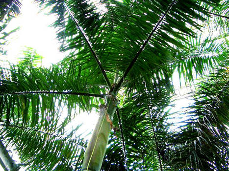 Ceiling of Green II