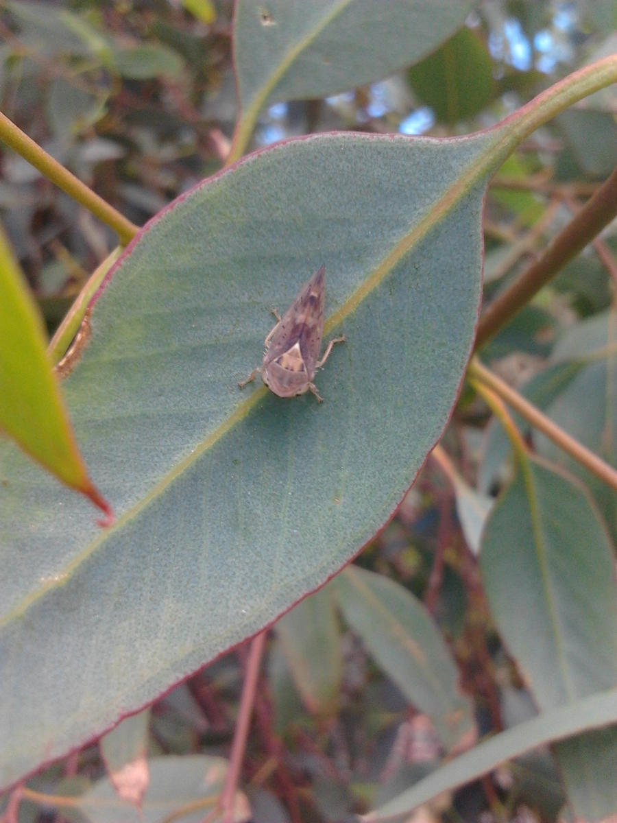 Spiny-legged Leafhopper - Tribe Tartessini
