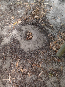 Bull Ant mound