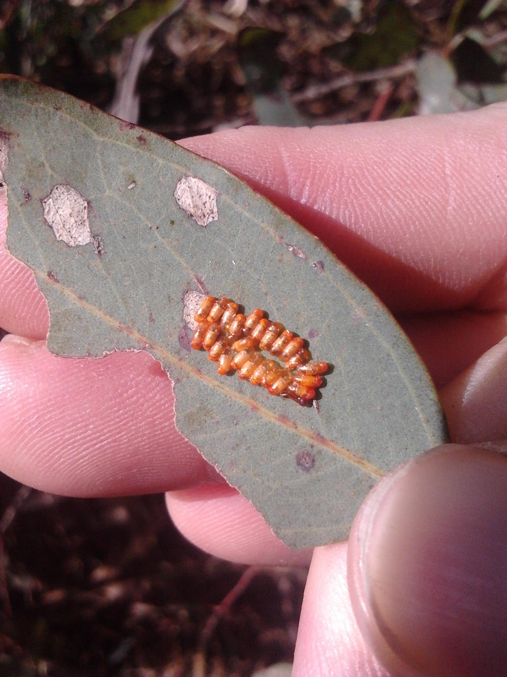 Leaf Beetle Eggs?