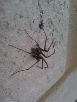 Large Sac Spider