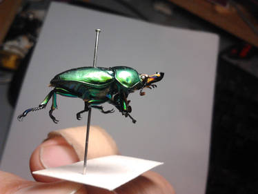 Golden Green Stag Beetle