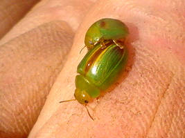 Peltoschema suturalis - Green Acacia Leaf Beetle