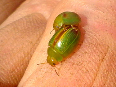 Peltoschema suturalis - Green Acacia Leaf Beetle