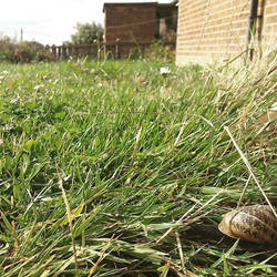 Beauty of snails hiding place