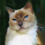 Macha ragdoll blue point