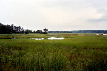 Marshland