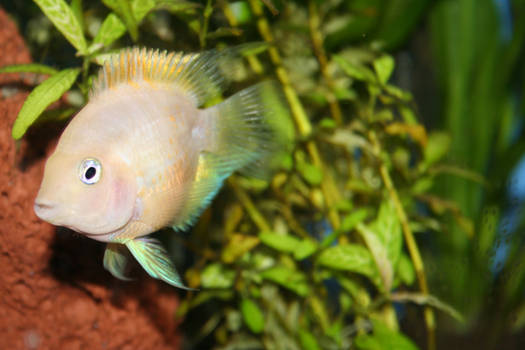 peachparrot fish