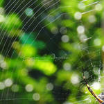 Bokeh Web by JDaFotografia