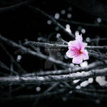 Tenderness and Cold by JDaVanim