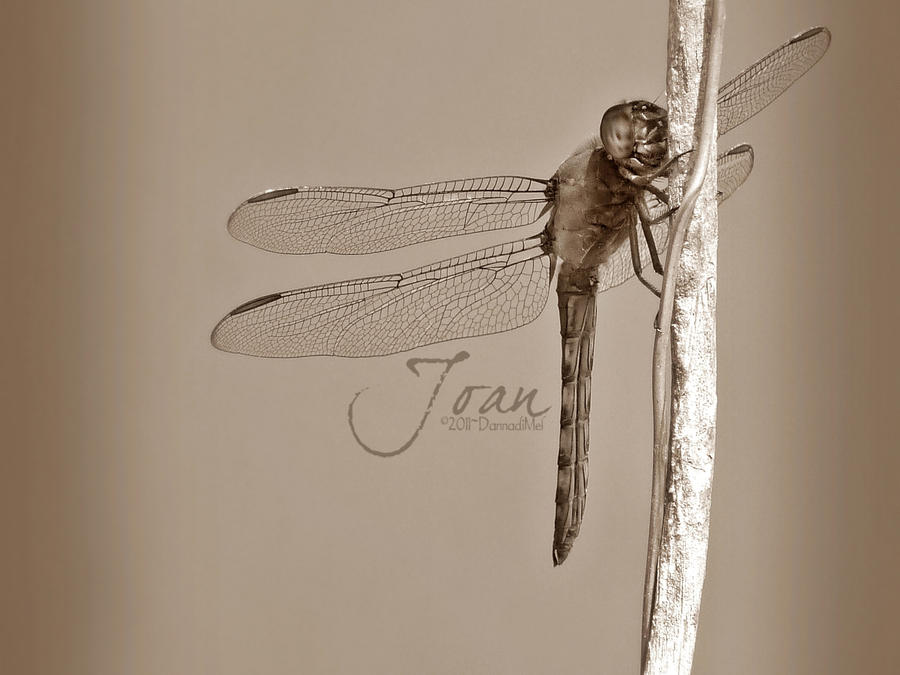 Dragonfly