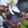 Blackberry Fowers