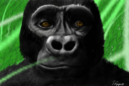 Gorilla