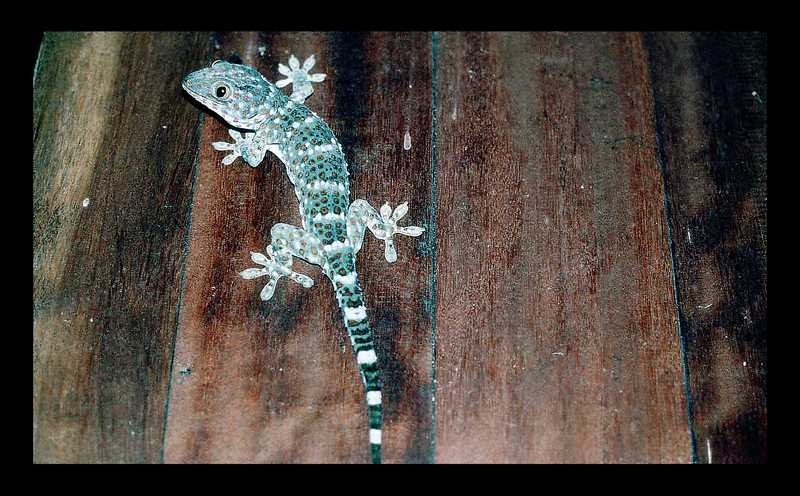 Domestic Gecko