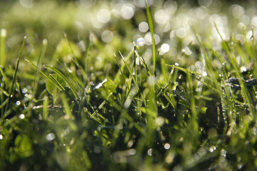 Grass And Dew