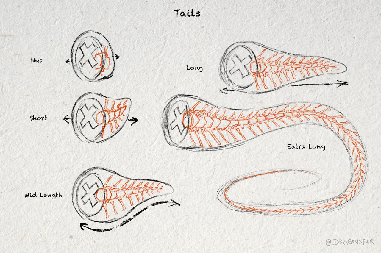 How Tails Work Tail Anatomy by Dragonsfur on DeviantArt