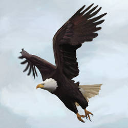 eagle