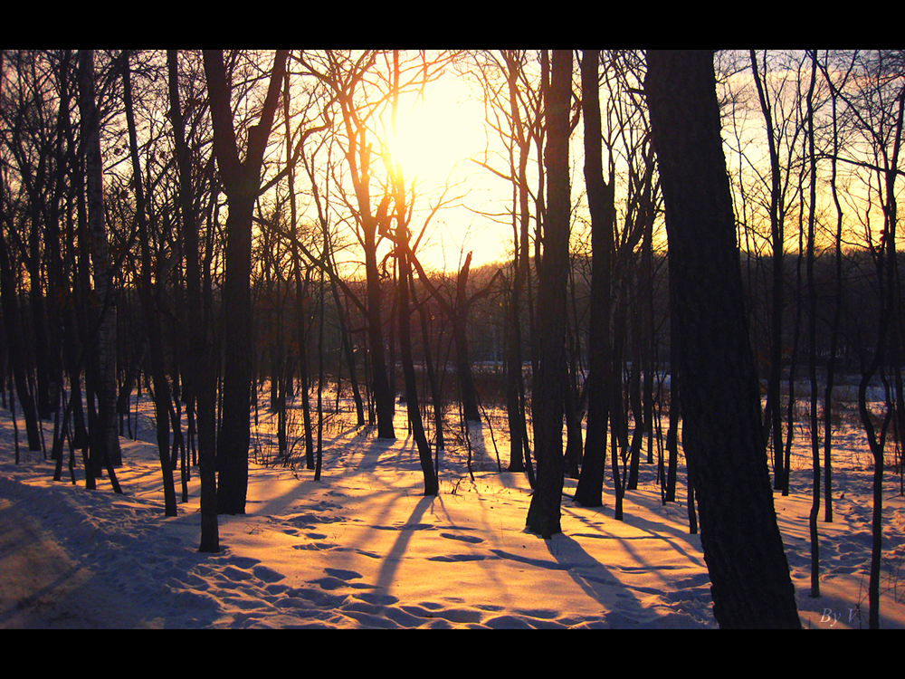 Winter forest :)