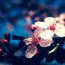 Spring Blossom 003