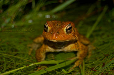 Toad Stare