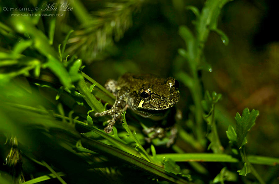 Gray Tree Frog On Grass