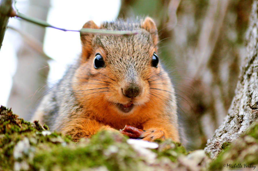 Who wouldn't go nuts for that face?