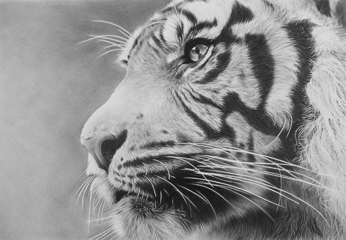 Рисунки в формате jpg. Тигр карандашом. Тигер рисунок. Рисунок тигра карандашом. Черноб рые рисунки.