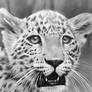 Baby Leopard
