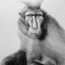 Mohican monkey