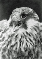 Feathery Falcon