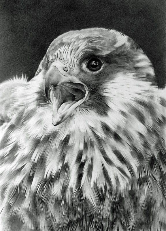Feathery Falcon by CubistPanther