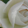 The White Rose