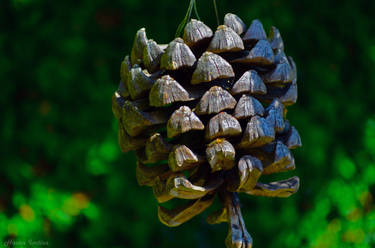 Cone