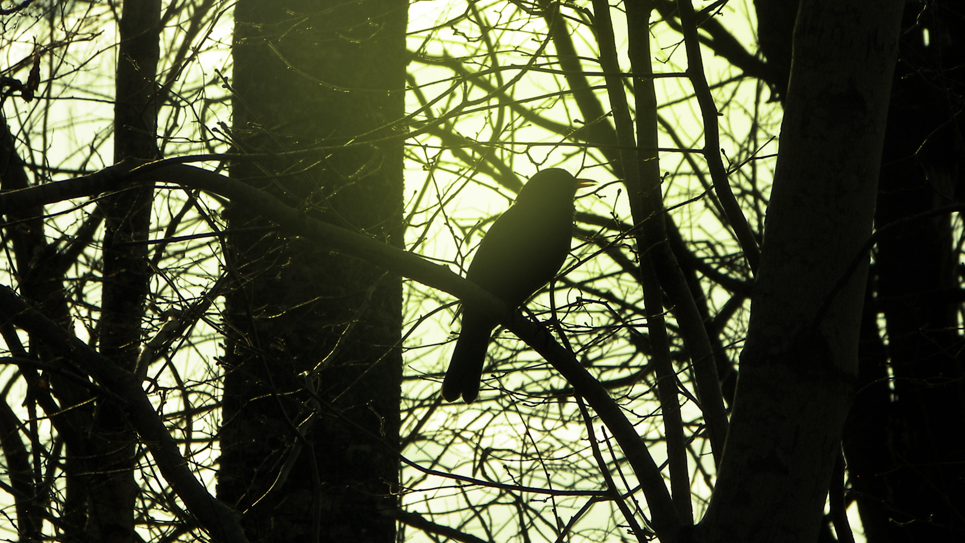 Bird Silhouette