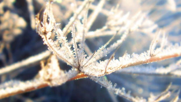 Winter Frost I