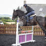 Sport Horse Jumping 5