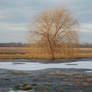 Aging willow