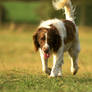 Traditional English Springer