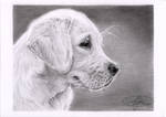 Chiot labrador by morvandelle