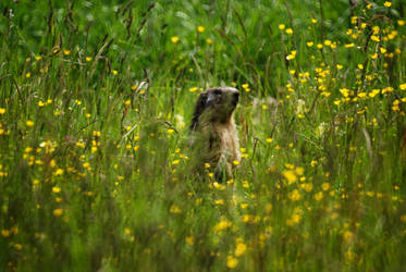 Marmot in a buttercup meadow by Gtoopree156